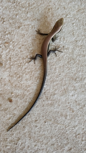 Longtail Mabuya