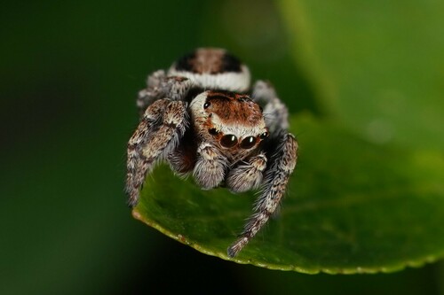 Woodland Jumping Spider