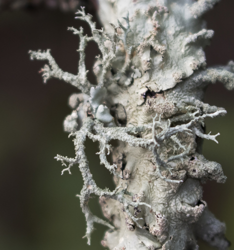 Boreal Oakmoss