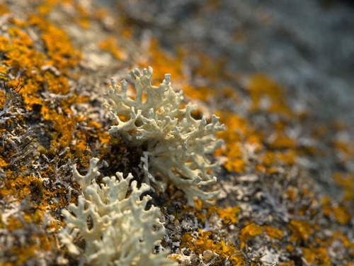 Oakmoss
