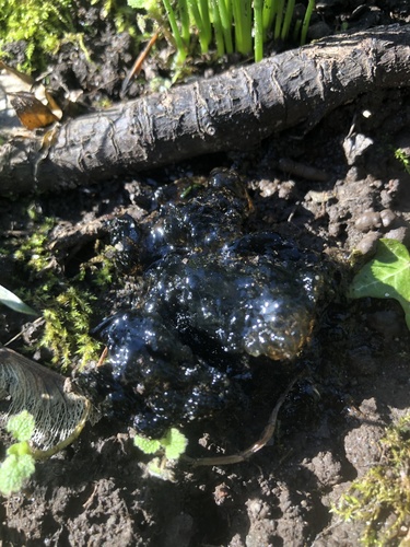 Black Witches' Butter