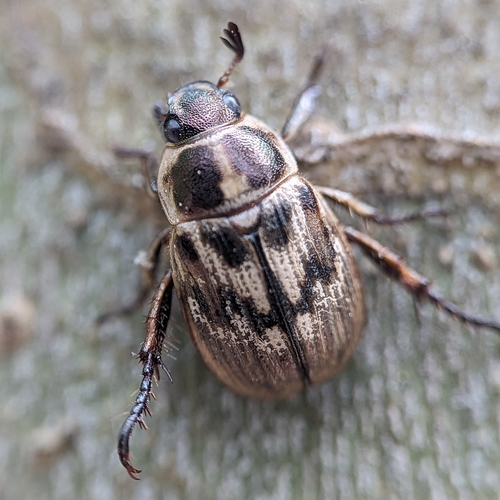 Oriental Beetle