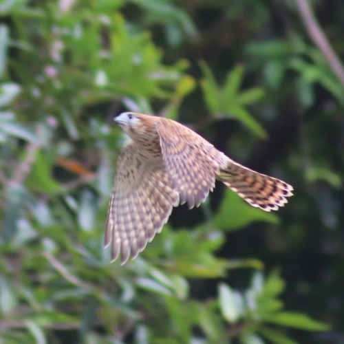 Mauritius Kestrel