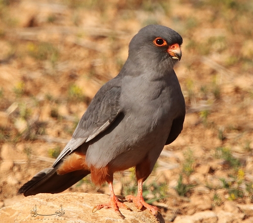 Red-footed Falcon
