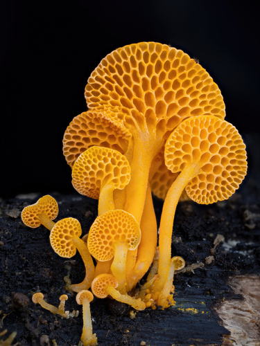 Orange pore fungus