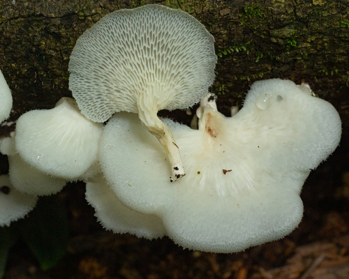 Favolus brasiliensis