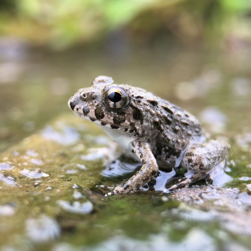 Rice field frog