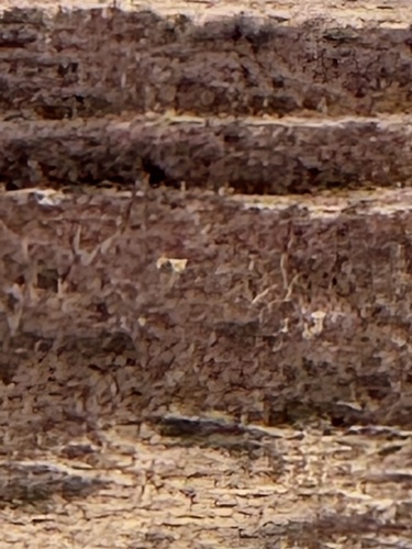 Chinese Mountain Cat