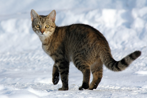Domestic Cat