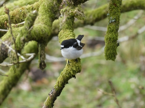 European Pied Flycatcher