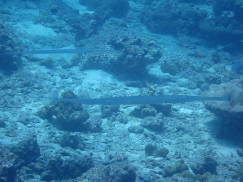 Blue-spotted Cornetfish