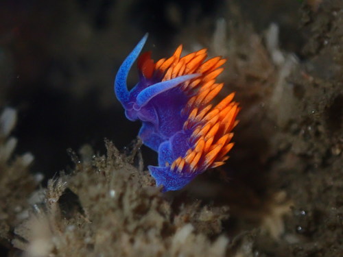 Spanish Shawl