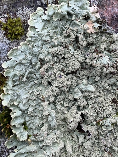 Rock greenshield lichen