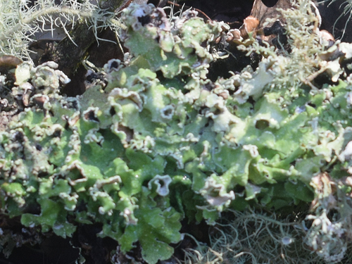 Speckled Greenshield