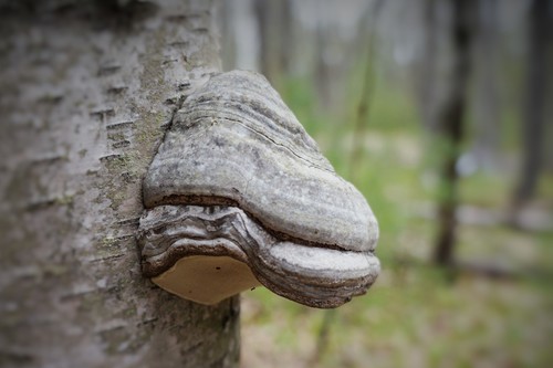 Tinder Polypore