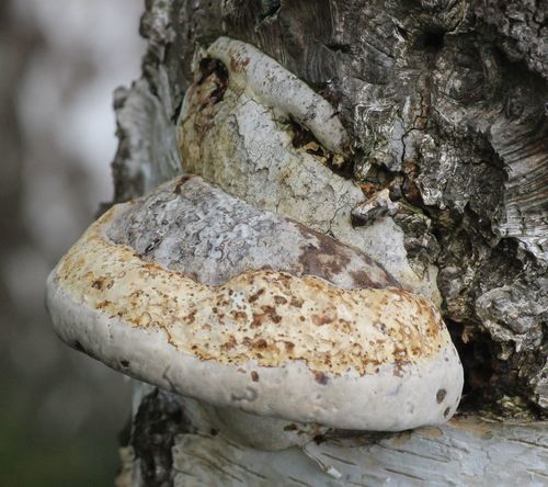 Hoof Fungus