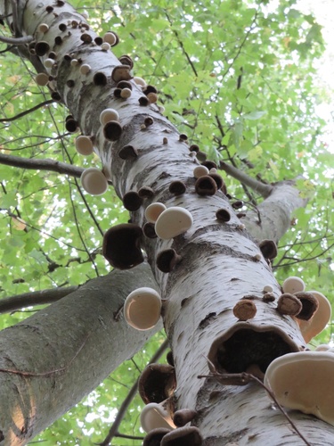 Birch polypore