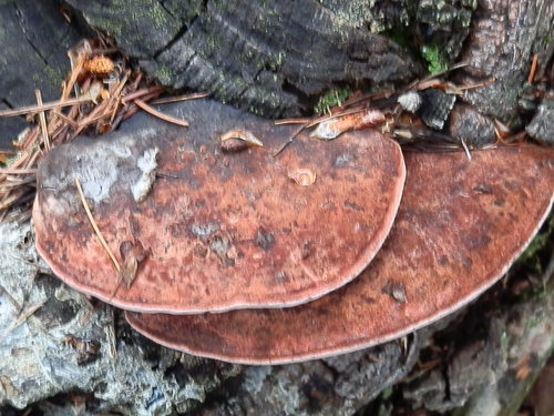 Rosy Conk