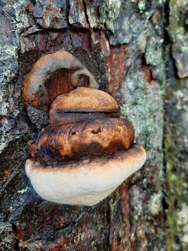 Ochre-banded Conk