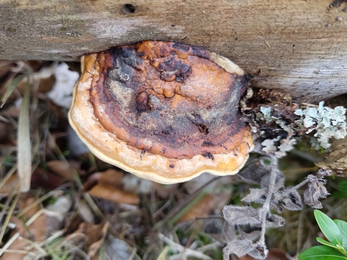 Red-banded Polypore