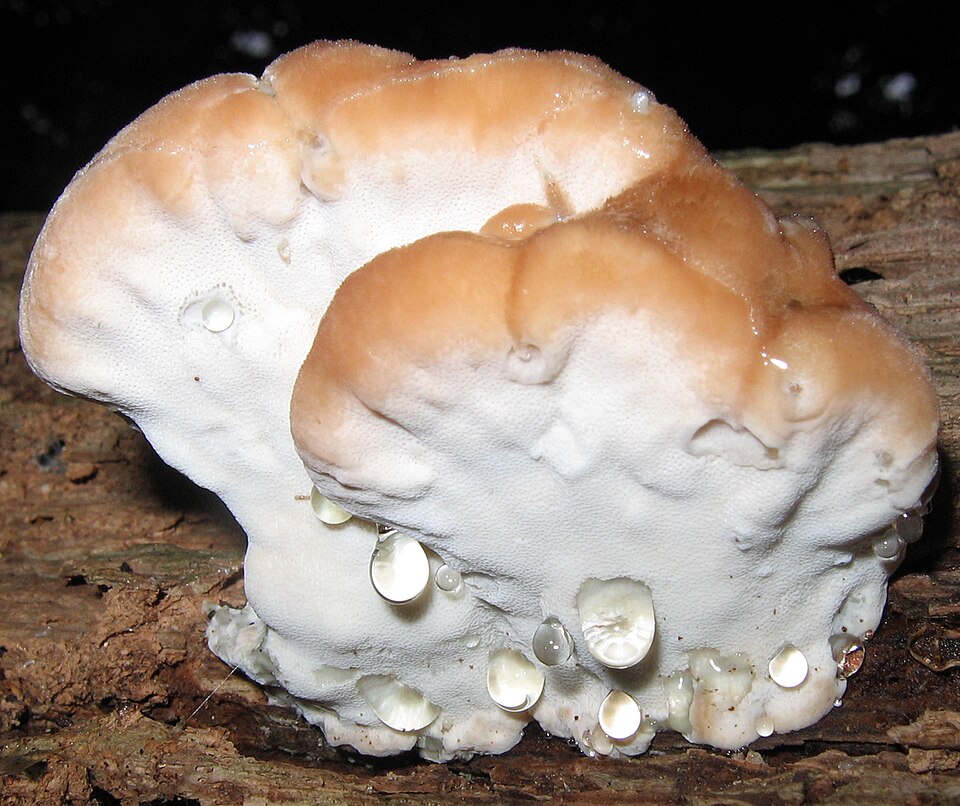 Green cheese polypore