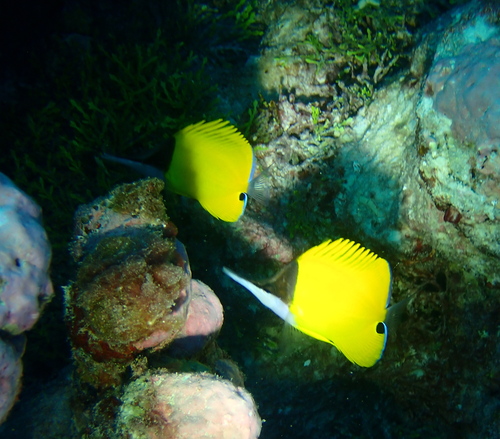 Forceps Butterflyfish