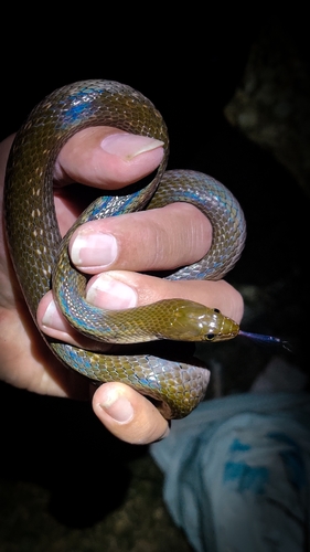 Chequered Keelback