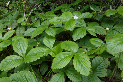 Woodland strawberry