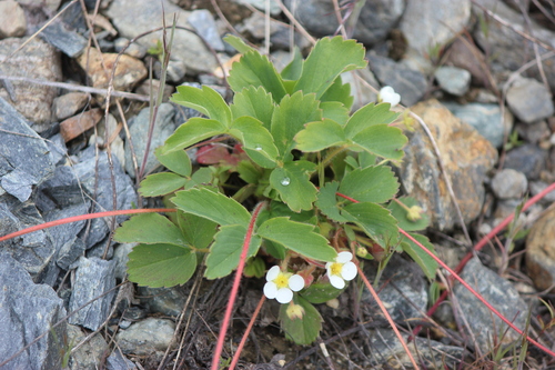 Virginia strawberry