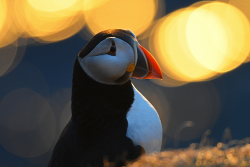 Atlantic Puffin