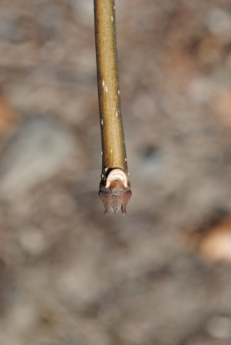 White ash
