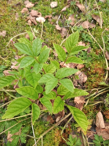 European ash