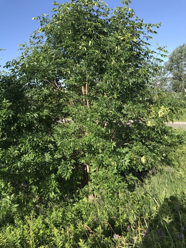 Green ash