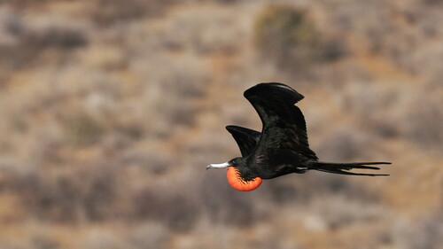 Magnificent Frigatebird
