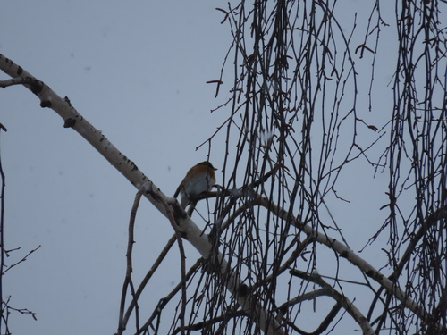 Brambling