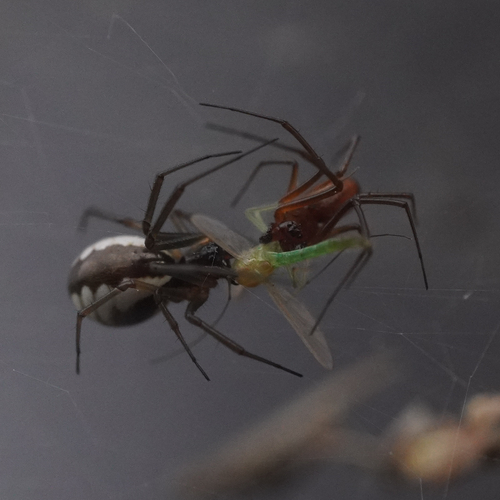 Bowl-and-doily Spider