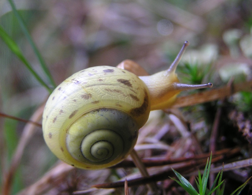 Bush snail