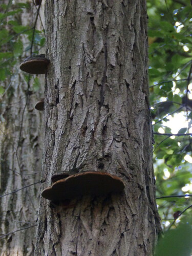 Cracked Cap Polypore