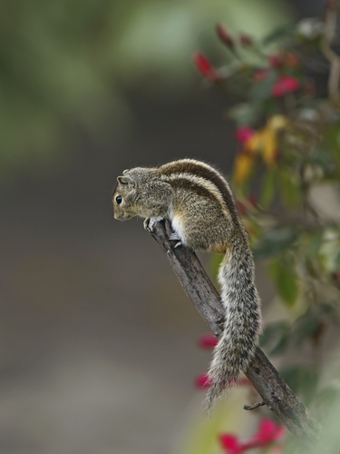 Three-striped Palm Squirrel