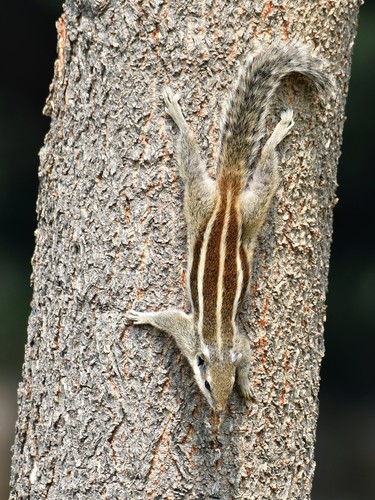 Five-striped Palm Squirrel