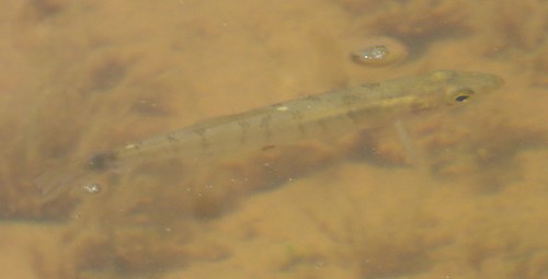 Banded Killifish