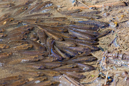 Mummichog