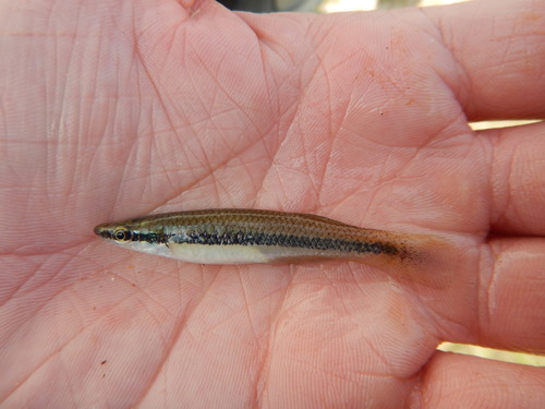 Blackstripe Topminnow