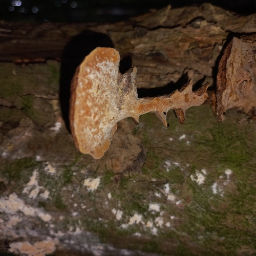 Mustard Yellow Polypore