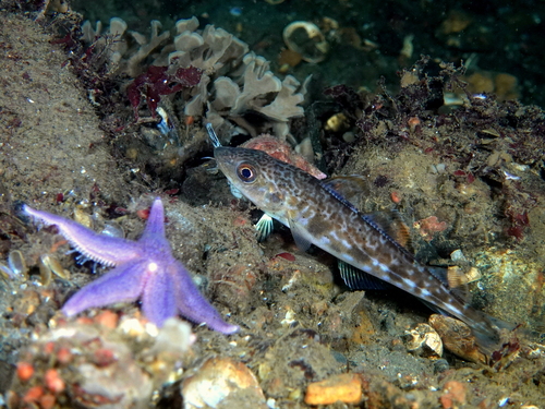 Atlantic Cod