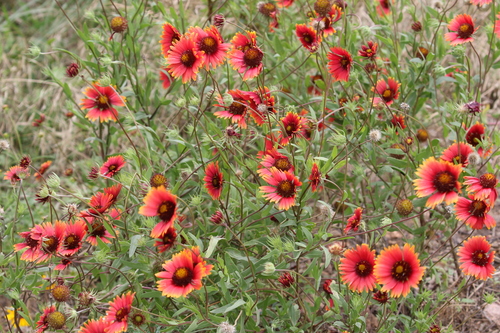 Firewheel