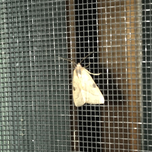 Wedgling Moth
