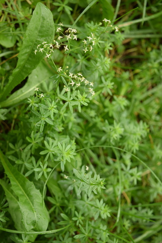 Hedge Bedstraw