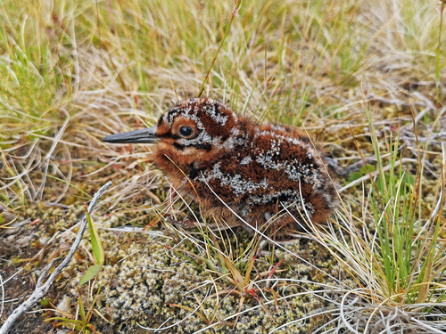 Common Snipe