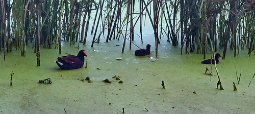 Common Gallinule